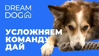 Усложняем Дай 🐶 Научить собаку команде Дай и усложнить игру 🐕 Как разнообразить команды со щенком 🐩