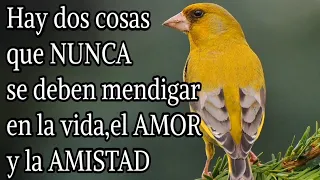 🦋Hay dos cosas que NUNCA se deben mendigar en la vida,el AMOR y la AMISTAD