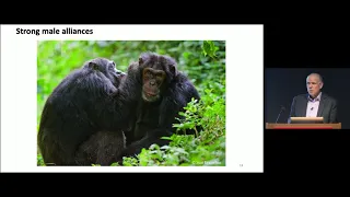 Self-Domestication in Bonobos and Other Wild Animals