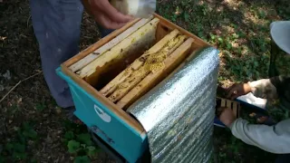 расплодный отводок без пчел( 100% прием маток)