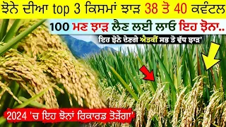 ਝੋਨੇ ਦੀਆਂ top 3 ਕਿਸਮਾਂ ਝਾੜ 38 ਤੋ 40 ਕਵੰਟਲ • 100 ਮਣ ਝਾੜ ਲੈਣ ਲਈ ਇਹ ਝੋਨਾਂ ਲਾਓ || paddy top variety 2024