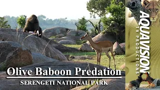 Olive Baboon Predation: Witnessing Nature's Brutal Reality  #stockfootage #wildlife