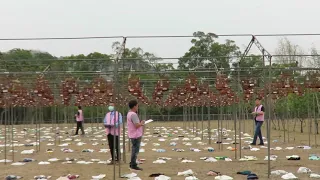 溪哥的愛將 - 2021.4.25 台中市愛鳥協會舉辦全國綠繡眼鳴唱比賽、入賞83名、草屯植物公園、總鳥數891隻Táiwān quánguó lǜ xiù yǎn míng chàng bǐsài