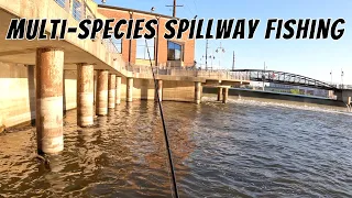 Fishing Two Raging Spillways to Catch Whatever Will Bite (Multi-Species Spillway Fishing)