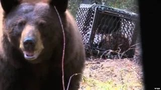 Silent Draw Outdoors - Saskatchewan Bears Part 1