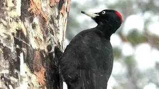 Черный Дятел достал короеда из дерева, Black Woodpecker