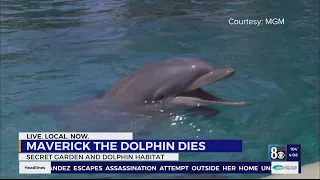 19-year-old dolphin dies at Las Vegas Mirage’s Secret Garden, Dolphin Habitat
