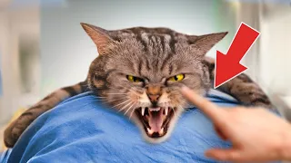 8 Signs Your Cat DOESN’T Love You (Even If You Think They Do)