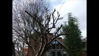 Pruning old apple tree, remedial work, part 2