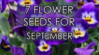 7 Flower Seeds For September | Sow Now For Spring Colour