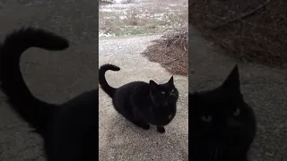 shorts Чёрный чёрный кот