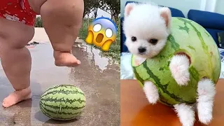Funny and Cute Dog Pomeranian 😍🐶| Funny Puppy Videos #221