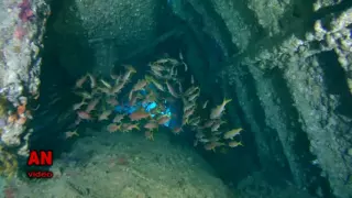 Diving on the wreck «SS Dunraven». Red sea, Egypt