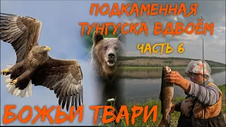 Подкаменная Тунгуска вдвоём  Часть 6  Божьи твари