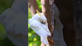 The Sulphur-Crested Cockatoo, Truly Captivating Parrot