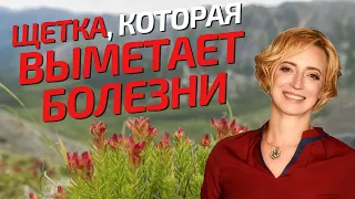 Растение красная щетка: полезные свойства и применение