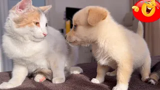 New Funny Videos 2024 😍 Cutest Cats and Dogs 🐱cats funny videos🐶 Part 59