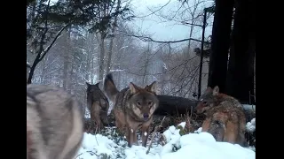 Wataha wilków polująca na jelenie w Bieszczadach - Fotopułapka Bieszczady (pack of wolves).Fotopasca