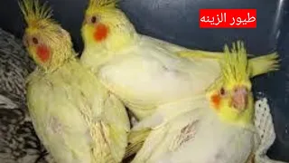 طريقة تربية طيور الكوكتيل وربح منها