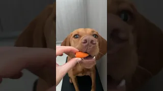 There’s always a tax for this kitchen helper 🥕🐶 #shorts #shortsfeed #puppyvideos #vizsla #dog