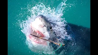 Käfigtauchen mit weißen Haien in Südafrika