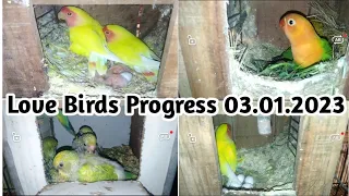Lovebird Breeding Progress 2023 | Love Birds Colony Progress | Love Birds