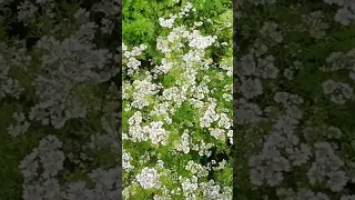 Coriander Flower