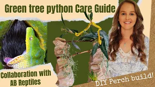 Green tree python Care Guide