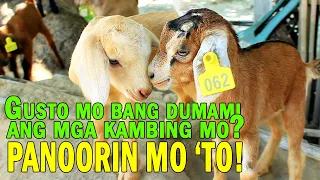 Kaalaman Sa Pag-aalaga ng Kambing Para HINDI MAMATAYAN