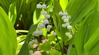 ДИАГНОСТИКА НЕГАТИВА с ОБРАТКОЙ 🙏ЗАПУСКАЕМ ЧАКРЫ 😇ЧИСТИМ АУРУ ✨СНИМАЕМ ПОРЧУ, СГЛАЗ, ПРОКЛЯТИЕ