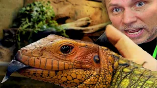 BUILDING MY CAIMAN LIZARDS AN INSANE NEW HOME!! | BRIAN BARCZYK