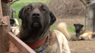 KARAKAFA DEV ÇOBAN KÖPEKLERİ / KARA KIRÇIL KANGAL MELEZLERİ / TÜRKİYE'NİN GİZLİ HAZİNELERİ KÖPEKLER