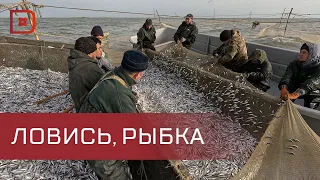 Около 19 тысяч тонн кильки выловили в Дагестане сначала этого года