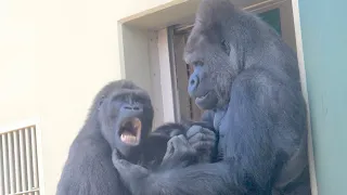 An emotional moment! Gorilla father and son reconciled after a fight. / Shabani Group