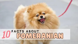 Top 10 Facts About Pomeranians