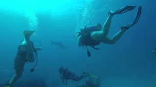 Grand Bahama Lucaya Diving with Sharks - GoPro 4k