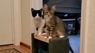 Sammi and Dean: Two Little Kittens Enjoying Each Other's Company