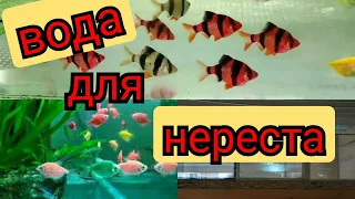 Вода для нереста аквариумных рыбок