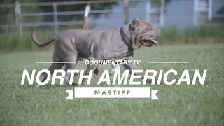 THE NORTH AMERICAN MASTIFF