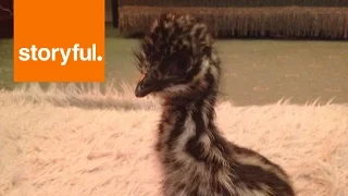 Playful Dog Entertains Emu