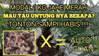 BUDIDAYA JAHE MERAH 1 KG UNTUNG NYA SEGINI ! !