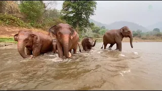 Elephant Cerebrate the First Rain - ElephantNews