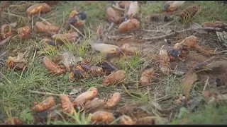 Annual cicadas are here in St. Louis region, larger ones expected in 2024