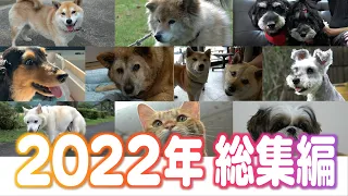 かわいいペット総集編!!　2022年の1年分を一挙大放出（2022年12月23日）