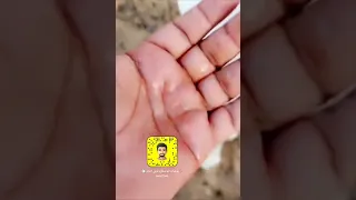 معرفة حمل الاغنام من الحليب وكيف تعرف الشاه النعجه دافع من الحليب