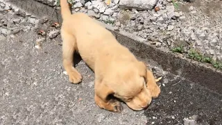 Left on the side of the road, the puppy with paralyzed front legs tried to escape and find help