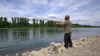 Spinnfischen am Rhein | Gezielt Welse mit Gummifisch fangen | Welsangeln mit Peter Merkel