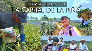 INCREIBLE CAPITAL DE LA PIÑA en LOMA BONITA.🍍