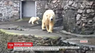 Маленьке біле ведмежа вперше вийшло із вольєра на вулицю в Миколаївському зоопарку