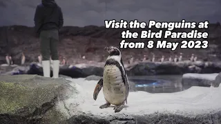 The Penguins are moving into their NEW HOME at Bird Paradise! Here's how it was done!